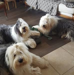 Meet your Posher, Susan